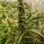 Green Gelato Auto RQS