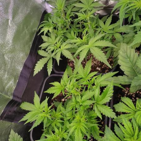 Cinderella Auto Fastbuds