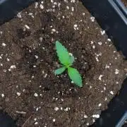 Green Gelato P#2 Royal Queen Seeds