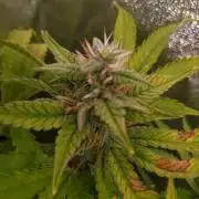 Purple Lemonade Auto RQS