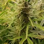 Mango Cherry Runtz Auto Fastbuds