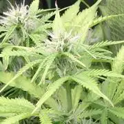 Strawberry Cheesecake Auto Barneys Farm