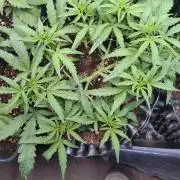 Thin Mint x Sour Pinot Auto Barneys Farm