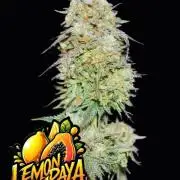 Lemonpaya Fastbuds