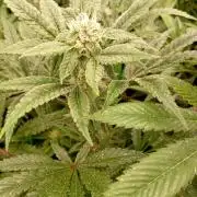 Cosmic Cheddar F1'26 Royal Queen Seeds