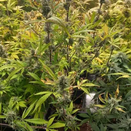 Bruce Banner #3 Auto Herbiesseeds
