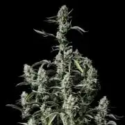 Gorilla Z Auto Fastbuds