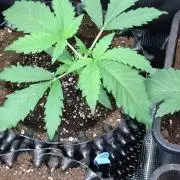 Euphoria Royal Queen Seeds