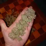 Gelato 44 Tyson 2.0 x RQS