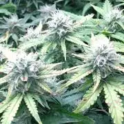 Grape Pop Rocks Auto Anesia Seeds