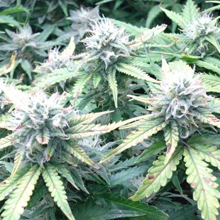 Grape Pop Rocks Auto Anesia Seeds