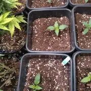 Grape Pop Rocks Auto Anesia Seeds