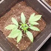 Wurlz F1 Auto Zamnesia