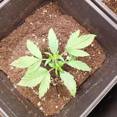 Wurlz F1 Auto Zamnesia