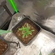 Sundae Frost Auto Fastbuds