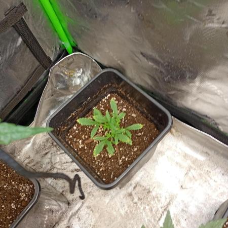 Sundae Frost Auto Fastbuds