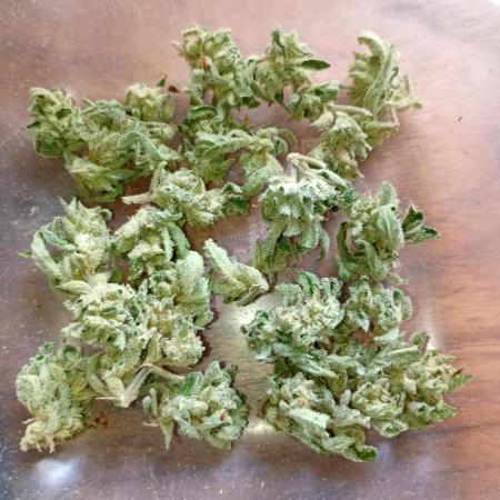 Outdoor Purplematic CBD RoyalQueenSeeds