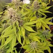 Banana Purple Punch Auto Fastbuds