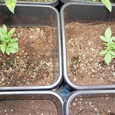 Lemon Cherry Sundae Auto Fastbuds
