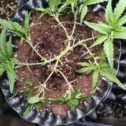 Thin Mint x Sour Pinot Auto Barneys Farm