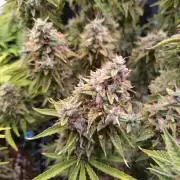 Green (Purple) Gelato Auto RQS