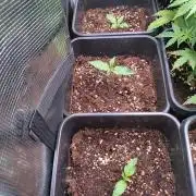 RF3 Auto Mixpack Fastbuds