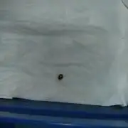 Thin Mint x Sour Pinot Auto Barneys Farm