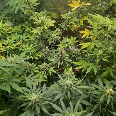 Cookies Kush Auto Barneys Farm