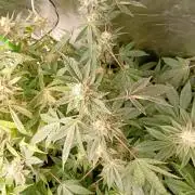 Green Gelato P#2 Royal Queen Seeds