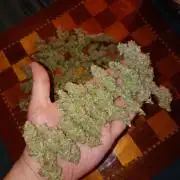 Orange Sherbet FF P#1 Fastbuds