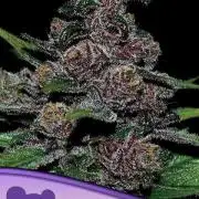 Blackberry Moonrocks Auto ANS