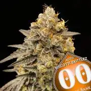 Biscotti Zkittlez Auto 00Seeds
