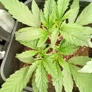 Guava Runtz Auto Fastbuds