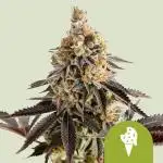 Cookies Gelato Auto RQS
