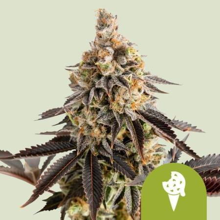 Cookies Gelato Auto RQS