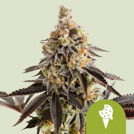 Cookies Gelato