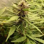 Purple Lemonade Auto RF3 Fastbuds