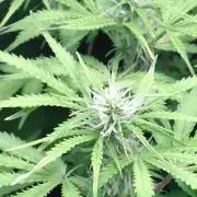 Strawberry Cheesecake Auto Barneys Farm