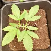 Banana Frost Auto Fastbuds