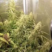 Chaos Cake Auto Anesia Seeds