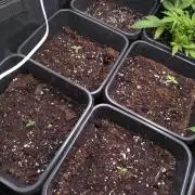 RF3 Auto Mixpack Fastbuds