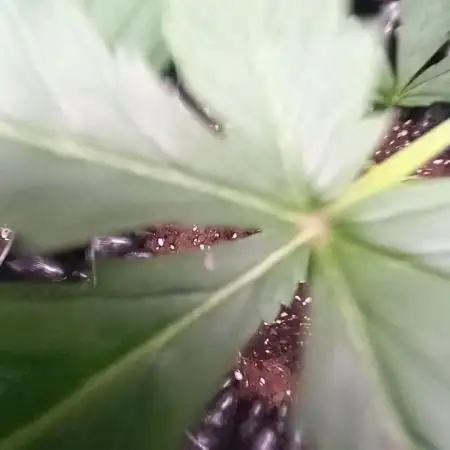 Wedding Cake Auto Barneys Farm
