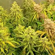 Apple Strudel Auto Fastbuds