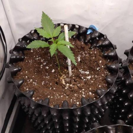 Cookies Gelato Auto RQS