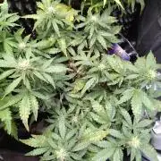 Sticky Broccoli Auto ZMA Eternity Cup'26