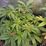 Pink Runtz Auto RQS