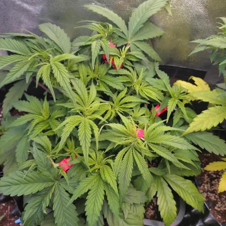 Pink Runtz Auto RQS