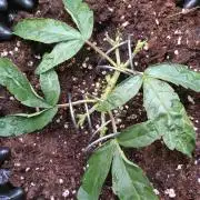 Thin Mint x Sour Pinot Auto Barneys Farm