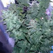RF3 Auto Mixpack #1 Fastbuds