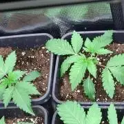 Lemon Cherry Gelato Barneys Farm